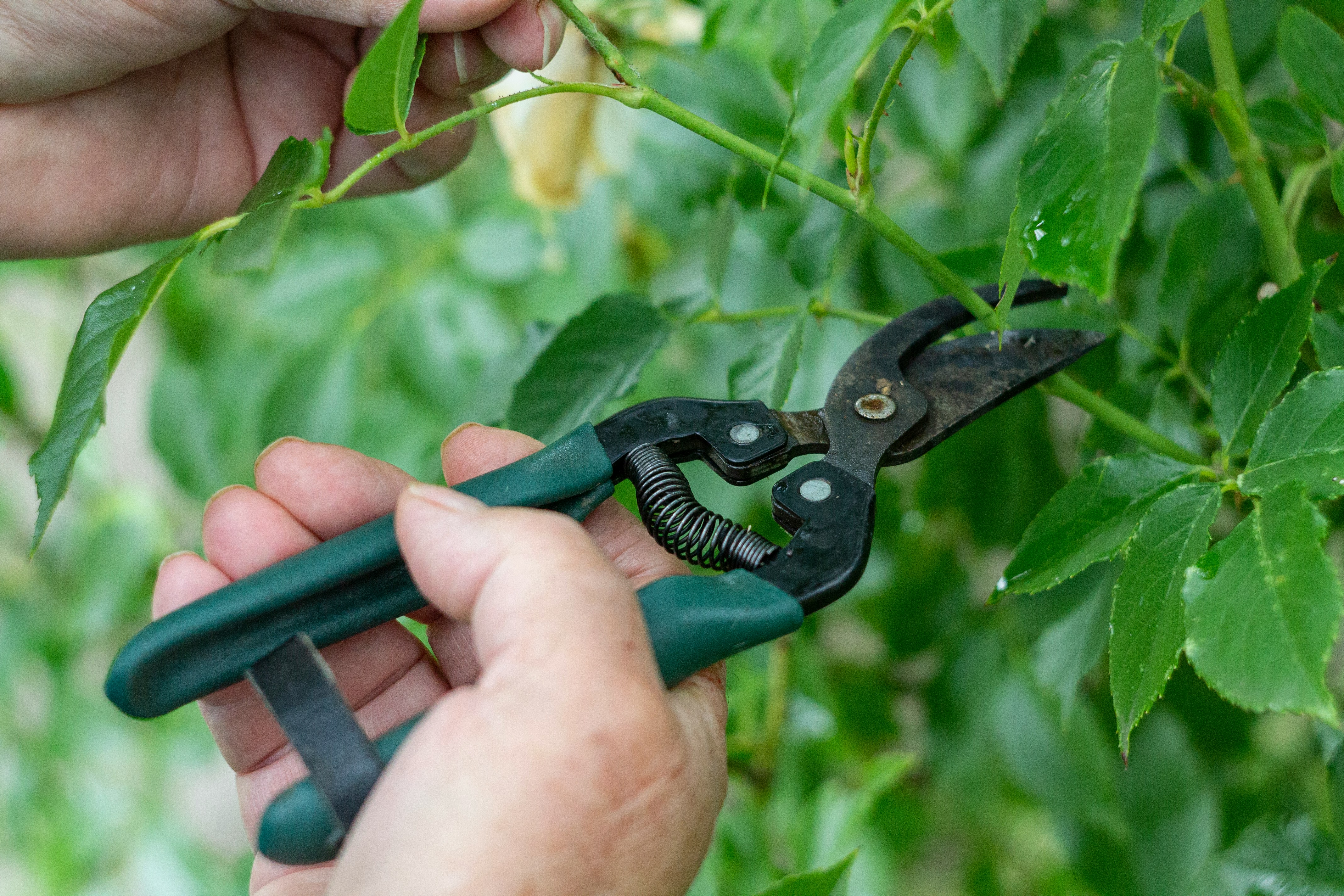 Cura e manutenzione del verde